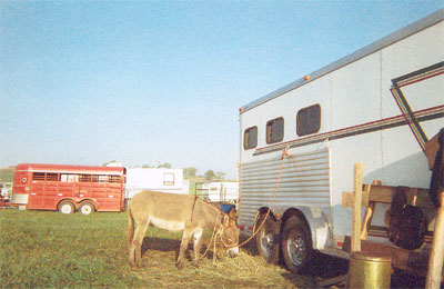 Biscuit The Wonder Burro getting chow between shows at the Spirit of the West festival in Sioux Falls, South Dakota. Photo by Riff, Mankato