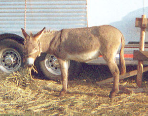 Biscuit The Wonder Burro mugs for the camera at the Spirit of the West in Sioux Falls, South Dakota. Photo by Riff, Mankato